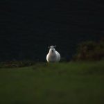 CCTV十五在线直播:高清观看音乐频道实时节目 osyoanqq2