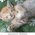 《都市快报》独家直播直击城市热点事件 5ycwvkx